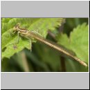 Platycnemis pennipes - Blaue Federlibelle w04.jpg